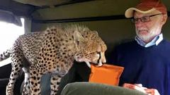 優しい捕食者：なぜチーターは決して人間を襲わないのか