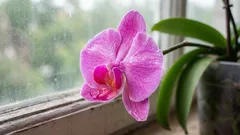 ランの花が咲き終わったからといって、急いで花茎を切り落とさないでください。重要なポイントがあります