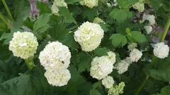 剪定したら花が咲かなかった：春に剪定してはいけない低木