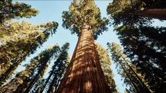 2000年の歴史：時代を超えて生き抜いた木