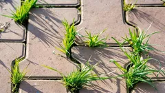 タイルの隙間から何度も雑草が生えてくる――それを駆除する確実な方法